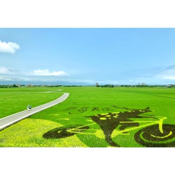 宜蘭旅遊|香甜玉米筍~現摘現吃.絕美文心蘭隧道.三奇稻間美徑一日|大人囝仔_25TEYLNASK