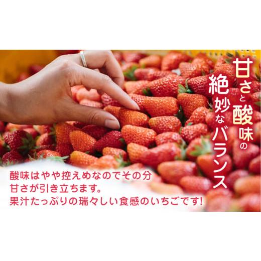 ふるさと納税 熊本県 山都町 熊本県産 ゆうべに いちご  セット 250g×2P 農園直送 産地直送 山都町産[YBI045] 2…