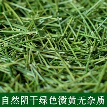 幹鬆針茶葉 全鬆茶 紅松馬尾鬆針茶 泡茶 鬆針茶