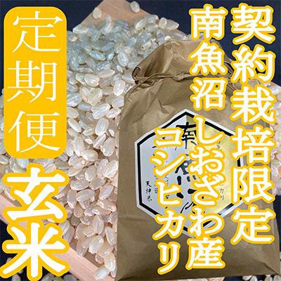 ふるさと納税 南魚沼市 ※玄米10Kg※生産者限定　　南魚沼しおざわ産コシヒカリ全12回