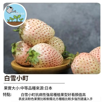 🍓白雪小町草莓種子 台灣現貨 白草莓種子 稀有品種 果苗 陽台盆栽 四季可種 家庭農場 療癒種植 香氣濃郁 好照顧