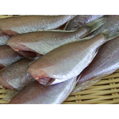 魚干物 新潟の魚 いしもちの一夜干し