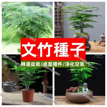 現貨🌱蝦皮熱銷【文竹種子】（100粒）客廳桌面招財轉運盆栽綠植（水培土培均可）禪意植物四季種植觀葉植物種子防輻射新手易種