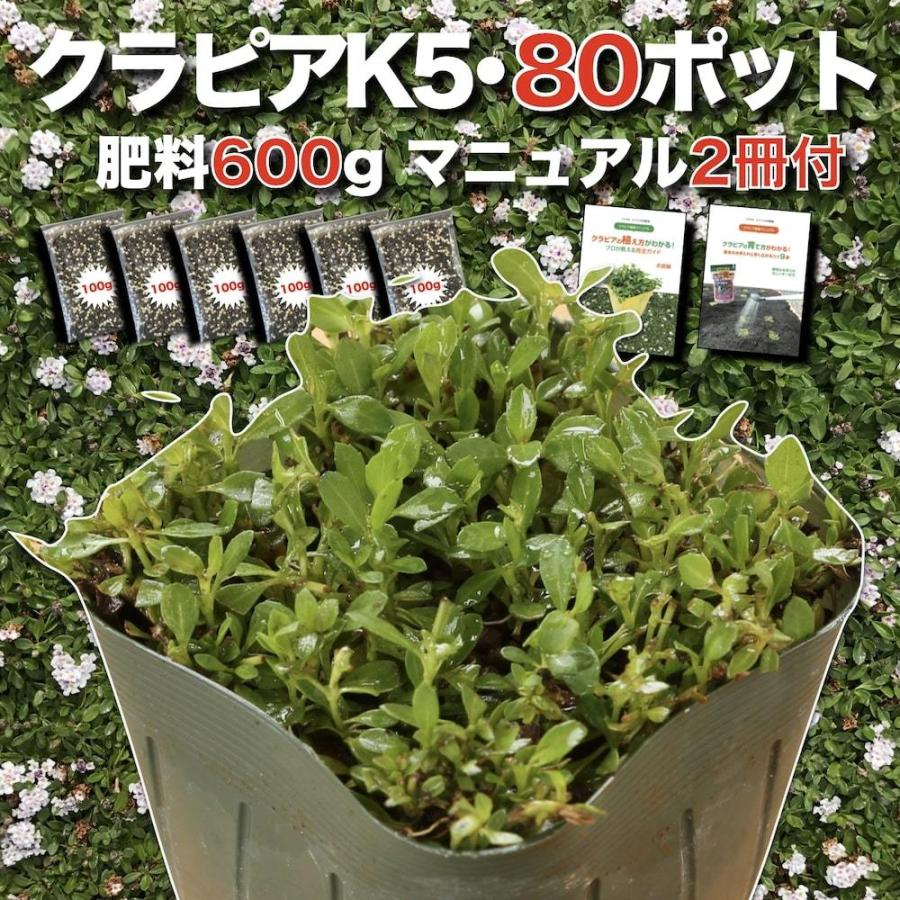 クラピア K5 9cmポット苗 80鉢 有機一発肥料600gと完全植栽マニュアル付き 雑草対策 グランドカバー