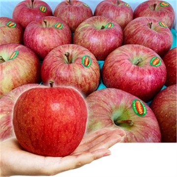 【RealShop 真食材本舖】日本弘前蜜富士蘋果10kg±10%/26-28顆/原箱