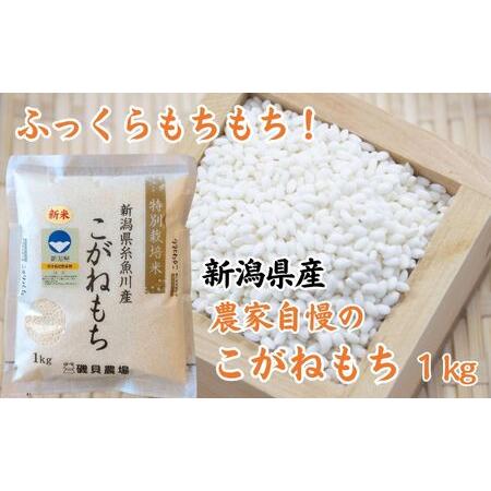 ふるさと納税 新潟県産特別栽培米『こがねもち』1kg 令和5年産新米 ふっくらモチモチ！ 芳醇な甘い香り 磯貝農場 新潟県糸魚川市