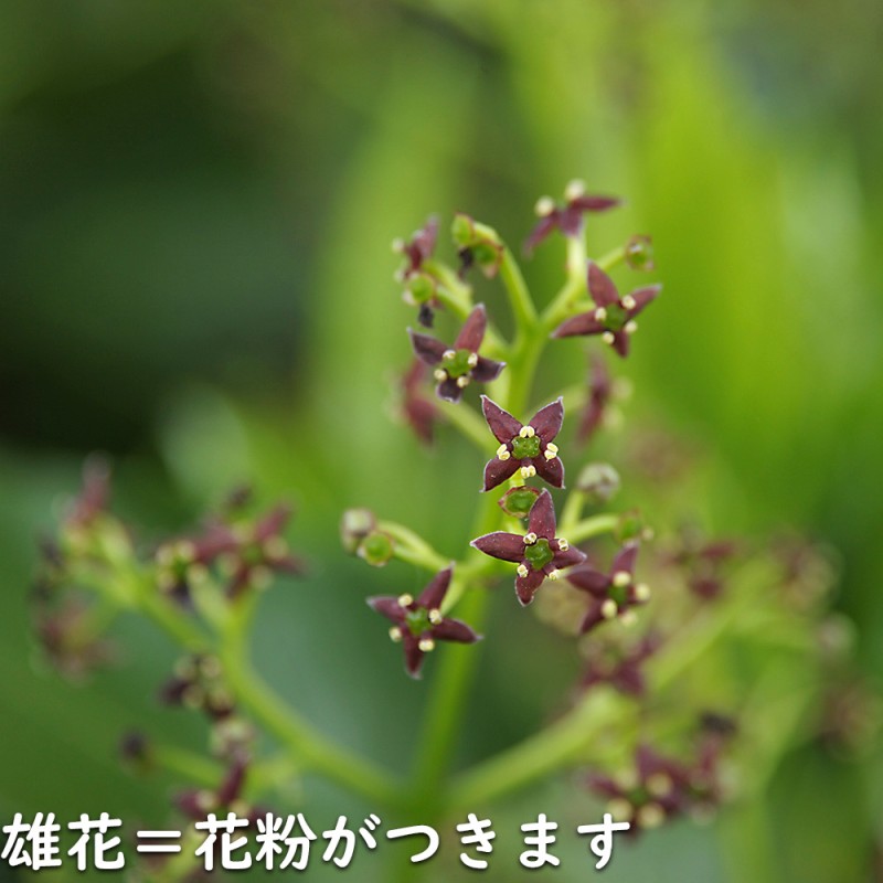 アオキ斑入り 0.8m 露地 苗-