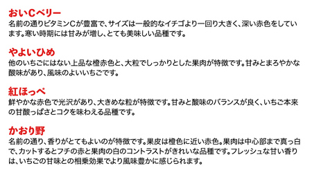 2024年1月中旬より順次発送 数量限定 農家直送 ♪ 八千代町産 いちご ボリュームパック （ 350g 以上 × 4パック 計約 1400g 以上） 人気 の 詰め合わせ セット イチゴ 苺 季節限定 茨城県 フルーツ 果物 食べ比べ セット スムージー ケーキ [AJ002ya]