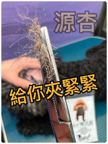 彎頭不銹鋼拔毛止血鉗 寵物拔毛鉗14cm 另有直頭不銹鋼材質 ( 寵物美容師國家考試必需品)☆四寶的店