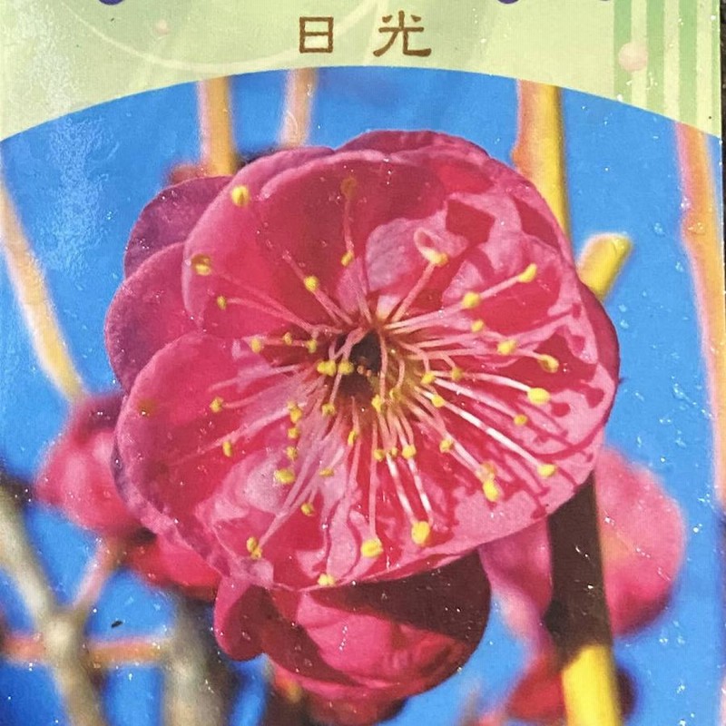現品】花梅盆栽 日光(にっこう)6号プラ鉢 | LINEブランドカタログ 現品】花梅盆栽 日光(にっこう)6号プラ鉢 | LINEブランドカタログ