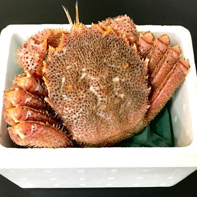 ふるさと納税 函館市 北海道産茹で毛蟹約800g×1尾[22900267]