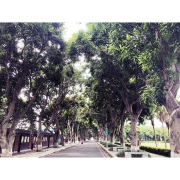 雲嘉旅遊｜古坑綠色隧道.菁寮老街~享用割稻飯.文化路觀光夜市.棒棒積木飯店二日｜高雄台南_26KHHCYI15