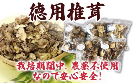 乾燥椎茸 訳あり 椎茸100g×5パック 干し椎茸 しいたけ 乾燥しいたけ 原木 大分県 津久見市 九州産野菜