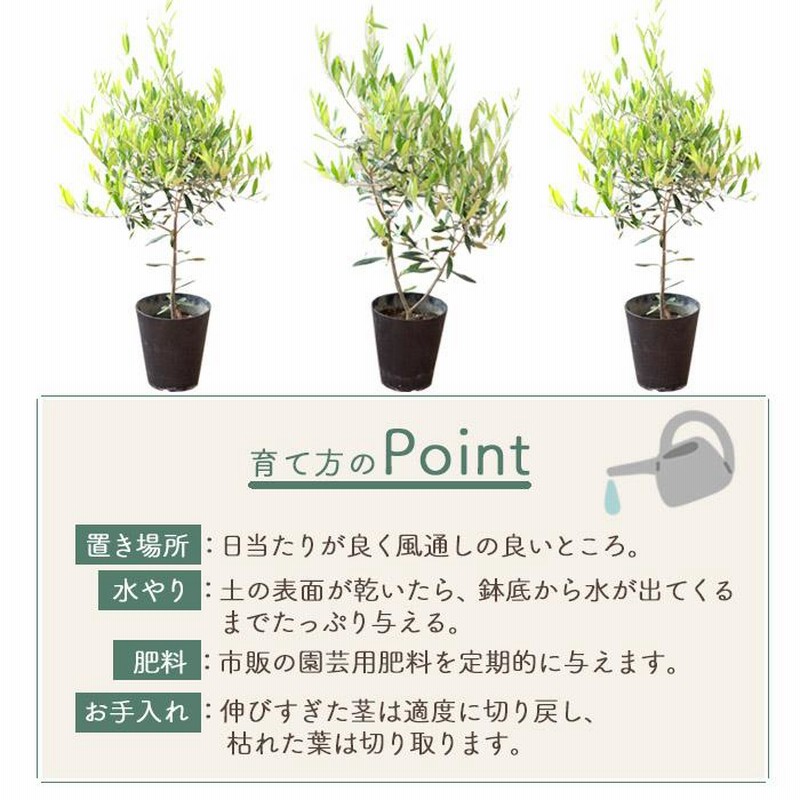 ★６品種セット★ オリーブの木★シンボルツリー　オリーブの苗　オリーブ オリーブの木 品種おまかせオリーブ6号鉢 かごなし 観葉植物