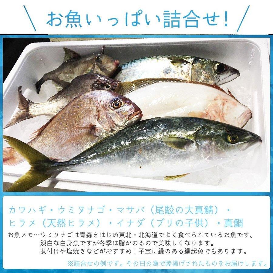 朝獲れ 鮮魚 セット 青森 尾駮漁港 6000円 贈り物 お歳暮 魚詰合せ 送料無料