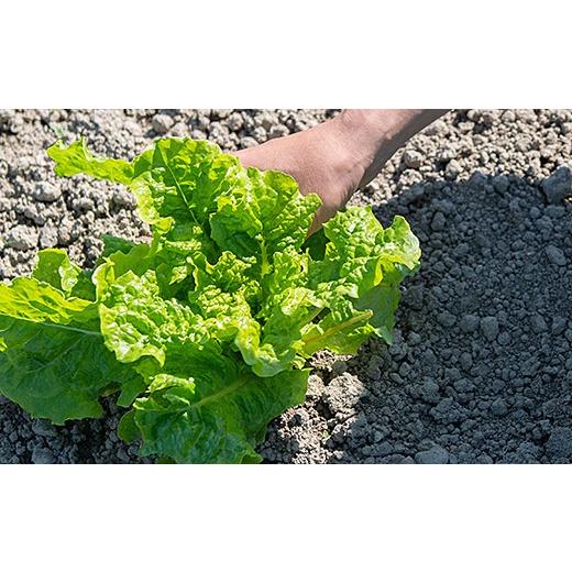 ふるさと納税 佐賀県 佐賀市 佐賀産季節の旬野菜10種類とドレッシング：B016-039