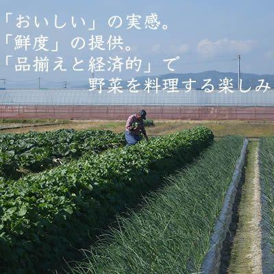 ふるさと納税 香美市 旬の採れたて野菜セット　10品目「新鮮だから美味しい!」