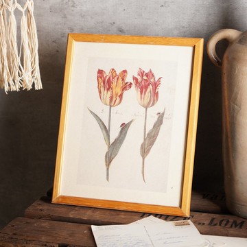 荷蘭靜物畫家Jakob Marrel 鬱金香 印刷畫/老件