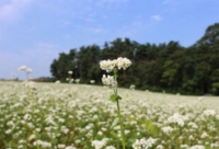 有機JAS認証の玄蕎麦使用「会津のかおり」蕎麦粉1.6Kg（蕎麦打ち用の石臼挽き製粉）