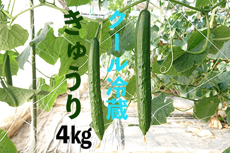 新鮮きゅうり4kg