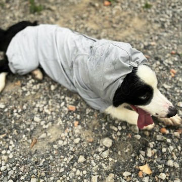 狗極輕風衣 連身式機能服 3M反光 牽繩孔 MIT 中大型狗 灰色