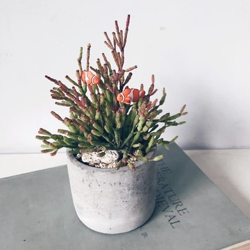 小丑魚 多肉 水泥盆植栽 特殊款多肉會開小花