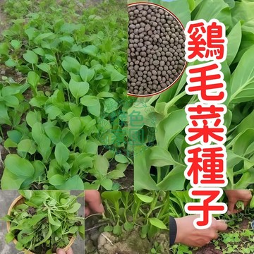 臺灣現貨 🥬鷄毛菜種子 短期小蔬菜 五十天可生長可多次採摘  四季播種 抗熱耐寒 高發芽率 高產量種子 家庭庭院蔬菜種子