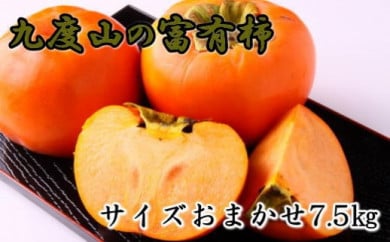 ≪柿の名産地≫九度山の富有柿約7.5kgサイズおまかせ★2023年10月下旬頃より順次発送