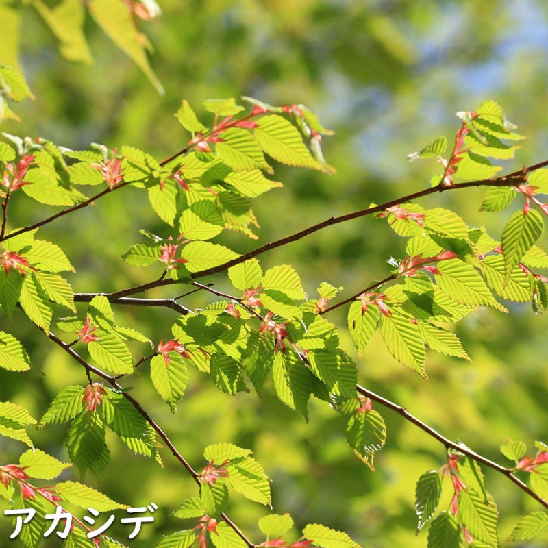 アカシデ 株立ち 1.5m 露地 2本 苗木 | LINEブランドカタログ