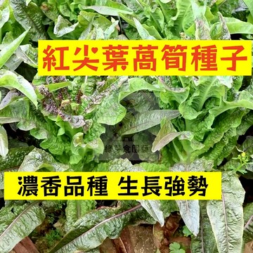 🌱【現貨-隔日到店】紅尖葉萵筍種子WS-2 生長強勢 濃香品種早熟 A菜心 嫩莖萵苣 萵仔菜心 萵苣筍 田園庭院蔬菜種子
