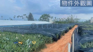 南投八卦山老樟母女樹平坦紅土農地｜南投縣南投市樟普寮段