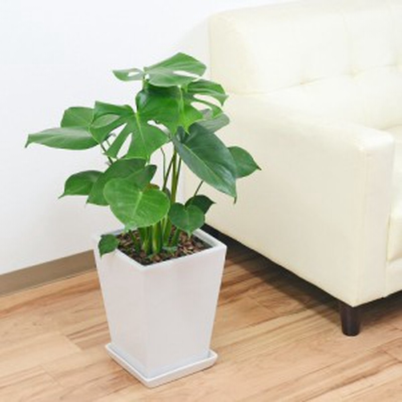 送料無料 観葉植物 モンステラ スクエア陶器鉢植え インテリア 人気 お祝い ギフト プレゼント 開店祝い 新築祝い おしゃれ 通販 Lineポイント最大1 0 Get Lineショッピング