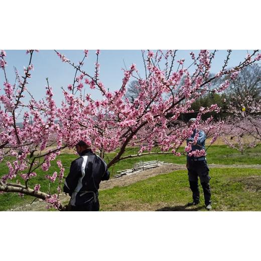 ふるさと納税 岡山県 赤磐市 桃 定期便 2024年 先行予約 6月〜11月 の旬な 白桃 定期便！約1.5kg 5〜7玉 6回お届け！ もも モモ 岡山県 赤磐市産 国産 フルー…