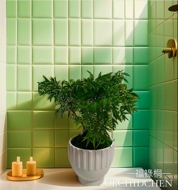 質感盆栽招財 福祿桐 室內外植物 開幕送禮自用擺設