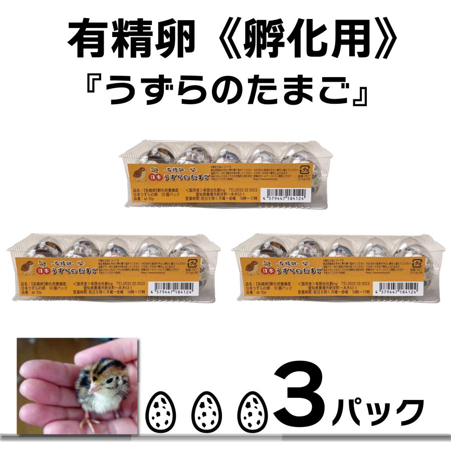 有精卵 孵化用 豊橋産 日本うずらの卵 10個入り 3パック