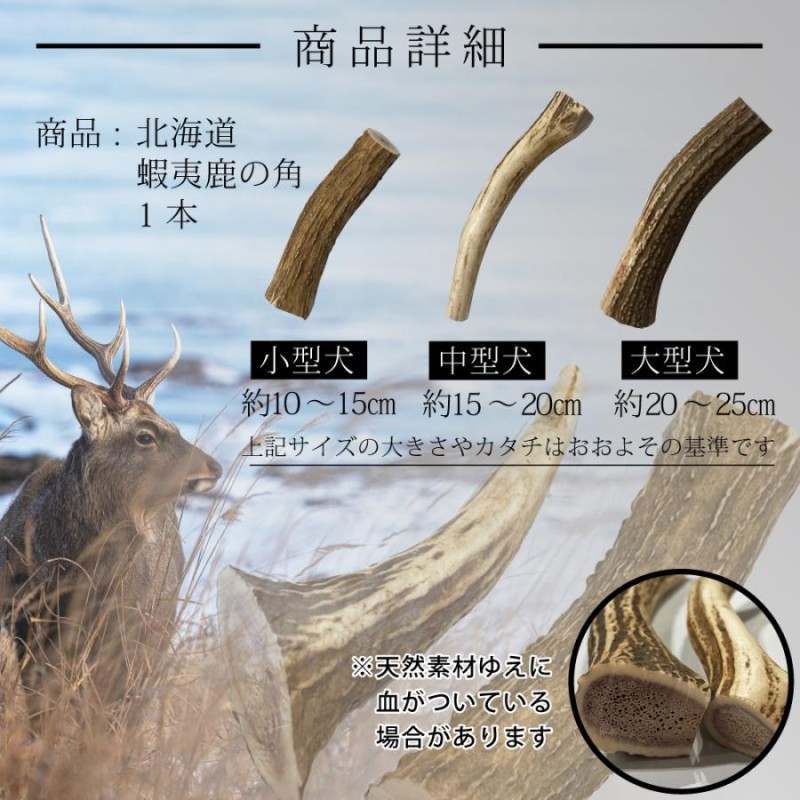 即購入可⭕ 鹿の角 天然 エゾシカ 北海道 - 置物