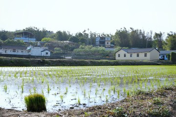 ☀️通霄合法露營區｜已核准申請，立即可啟動☀️｜苗栗縣通霄鎮南和段