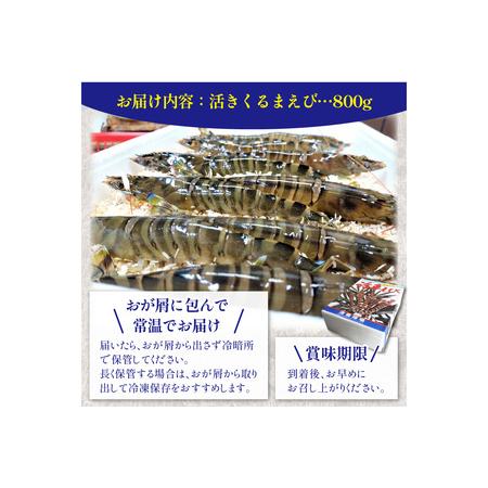 ふるさと納税 車海老／生きたまま直送！京都・丹後の活きくるまえび 800g（26?40尾）活 車海老をご自宅に！車海老 刺身 大きめ 生 車海老 生食.. 京都府京丹後市