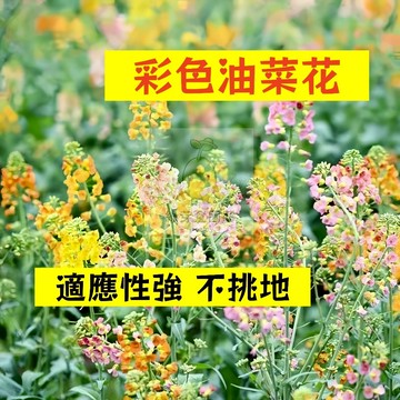 🌱早熟高產 彩色油菜花種籽YCZ-2 適應力強 早熟品種 抗病性強 油麻菜籽 油菜花 易種植 高產陽台盆栽蔬菜種子