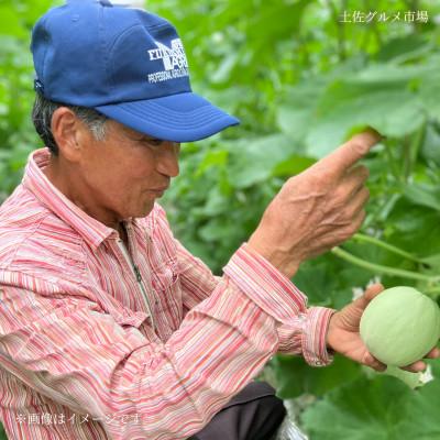 ふるさと納税 土佐市 土佐の青肉メロン2玉入 家庭用