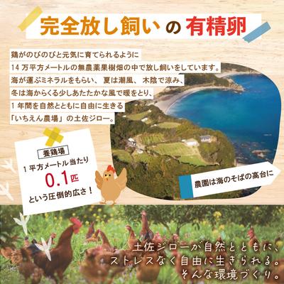 ふるさと納税 四万十市 濃厚でコクのある味わい!のびのび育った土佐ジローの自然卵20個(10個入り×2パック)