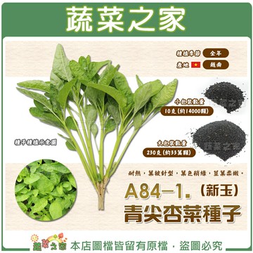 【蔬菜之家】A84-1.青尖杏菜(新玉)種子 (共有2種包裝可選)