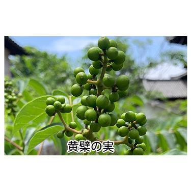 黄檗山萬福寺 薬禅まんぷく寺カレー　180g×6個●お得なセット●