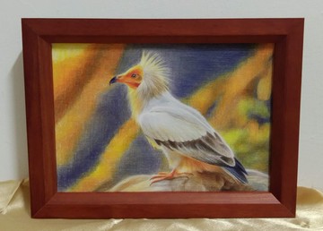 擺設 / 埃及禿鷹 / 色鉛筆畫 / 原稿 / 含框