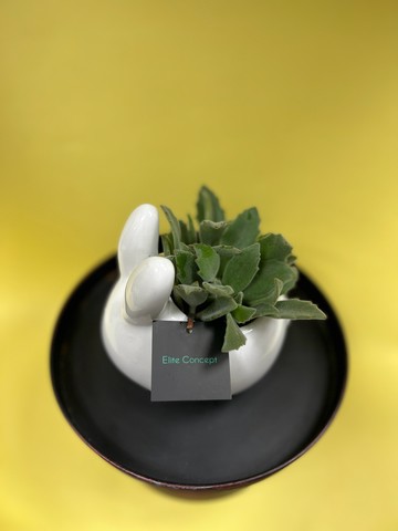 【Elite Concept 一禮莊園】靜月兔耳 | 植栽