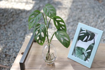 水培植栽│洞洞蔓綠絨_室內植物 辦公室盆栽 店內擺設
