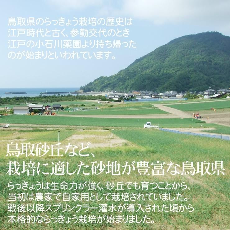 ラッキョウ 本場 鳥取県 福部ふくべ産 山根さんの砂丘らっきょう 芽止め塩漬け 1kg Ｓ-Ｍサイズ 1配送先3セットご注文で送料サービス 冷蔵