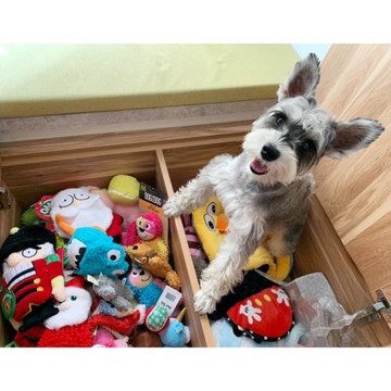 外貿出口尾單貓咪狗狗玩具福利特惠狗狗玩具磨牙安撫陪伴寵物玩具