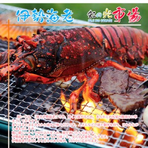 冷凍伊勢海老 3kg (1匹 約200g) 伊勢エビ えび