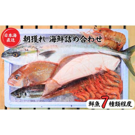 ふるさと納税 日本海直送 旬の鮮魚詰め合せ鮮魚ボックス 魚のプロが選んだ厳選魚 新潟 糸魚川 能生漁港から朝獲れ新鮮な魚をお.. 新潟県糸魚川市